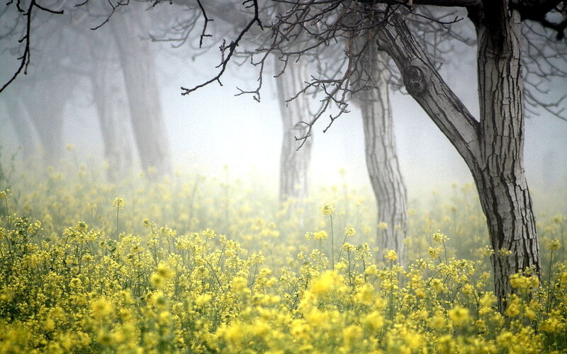 Yellow Flowers in Forest — Misty