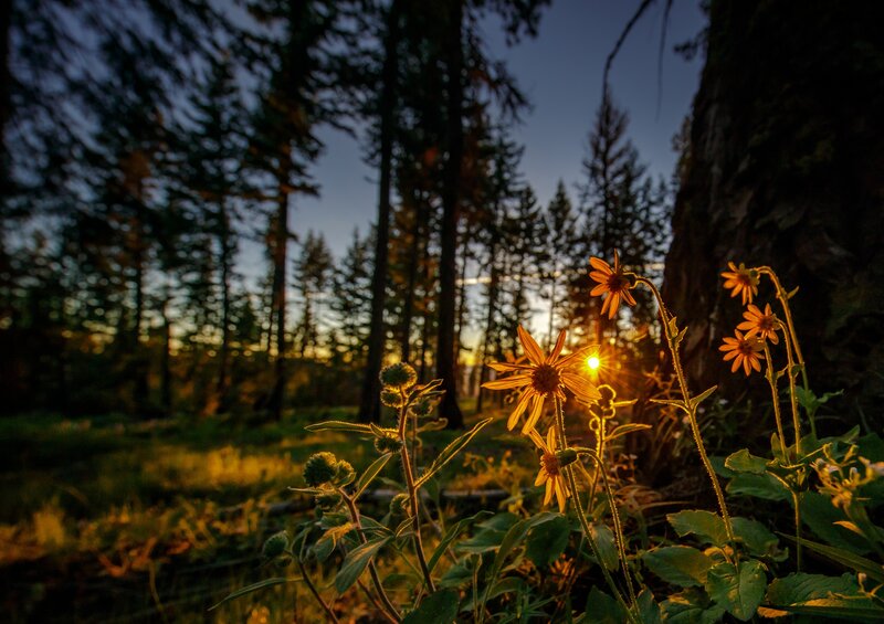 Yellow Flowers in Forest — Orange
