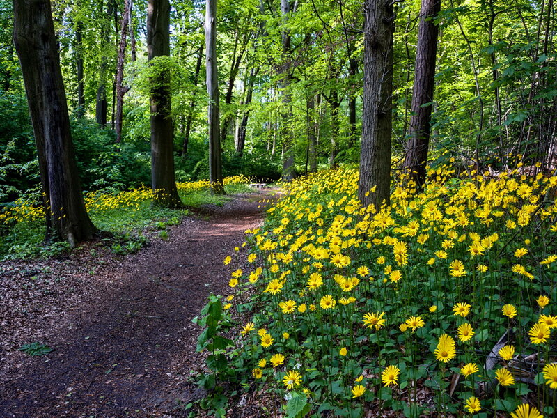 Yellow Flowers in Forest — Serene, Afternoon