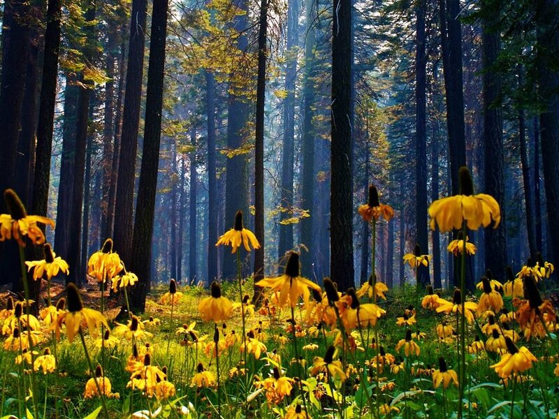 Yellow Flowers in Forest — Serene, Morning