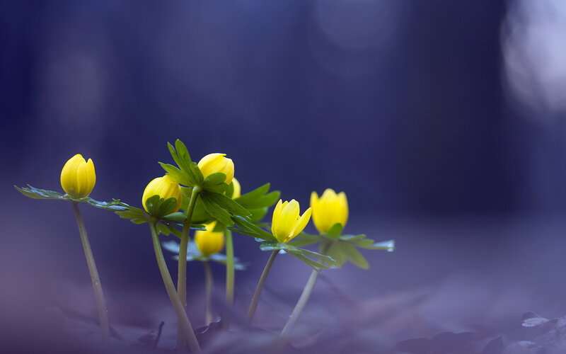 Yellow Flowers in Forest — Serene, Spring, Photograph, Leaves