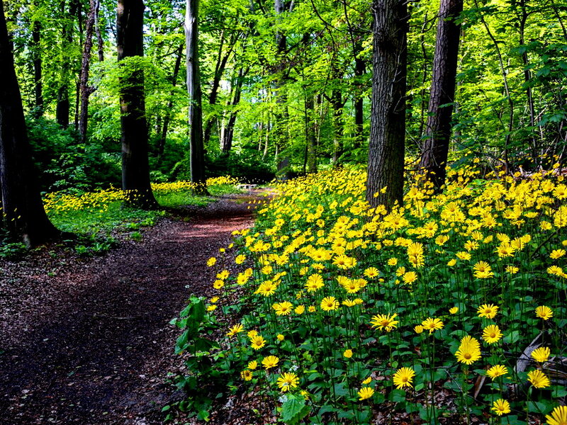 Yellow Flowers in Forest — Serene, Spring, Photograph