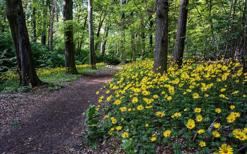 Yellow Flowers in Forest — Serene, Spring, Photograph, Trees, Path