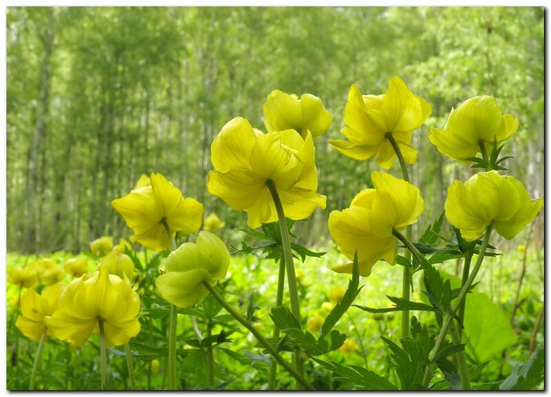 Yellow Flowers in Forest — Serene, Spring