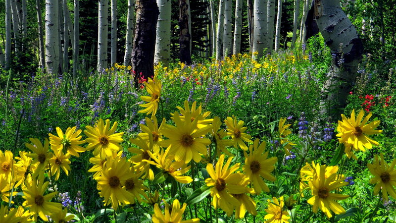 Yellow Flowers in Forest — Serene, Summer, Photograph