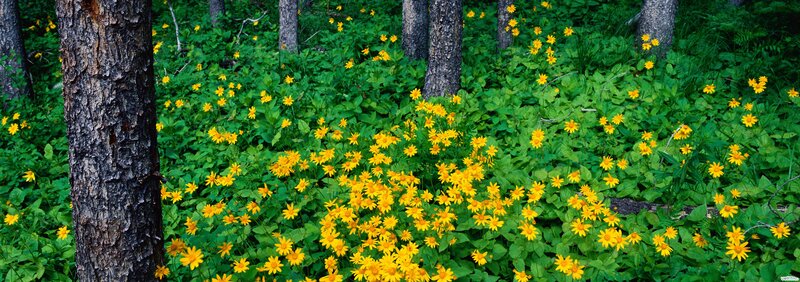 Yellow Flowers in Forest — Serene, Summer, Photograph, Trees