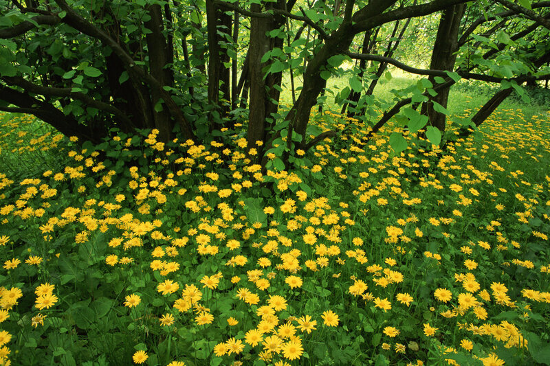 Yellow Flowers in Forest — Serene
