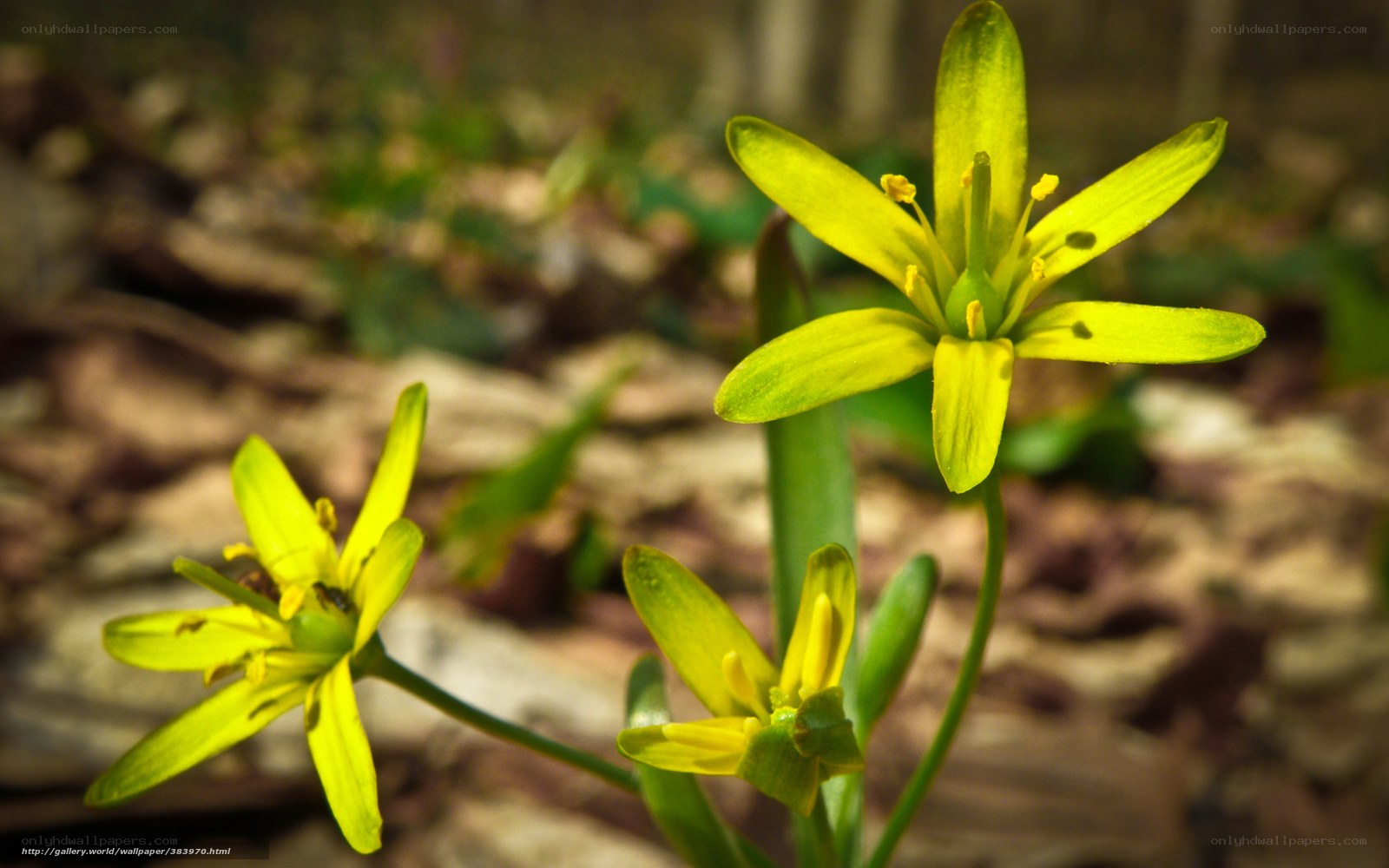 Yellow flowers in forest