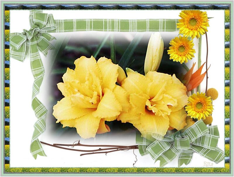 Yellow Flowers in Frame