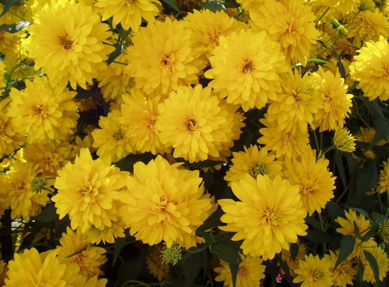 Yellow flowers in full bloom