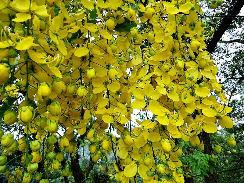 Yellow flowers in full bloom