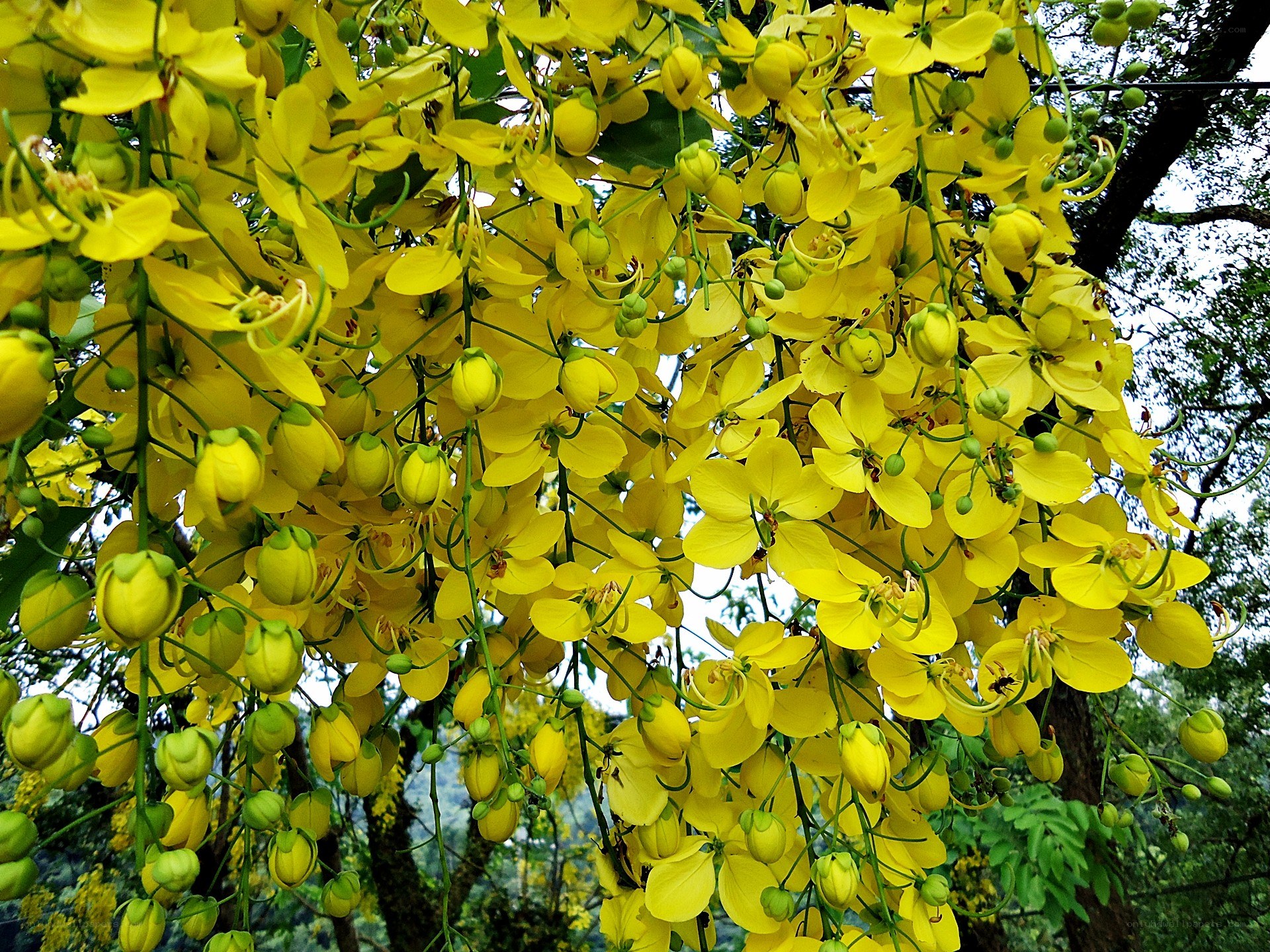 Yellow flowers in full bloom