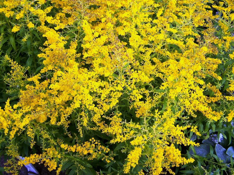 Yellow flowers in full bloom