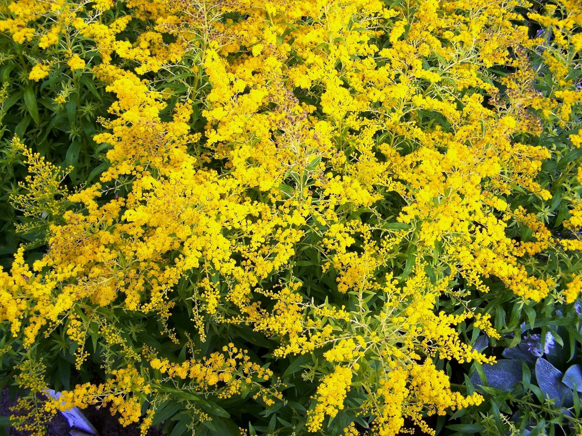 Yellow flowers in full bloom