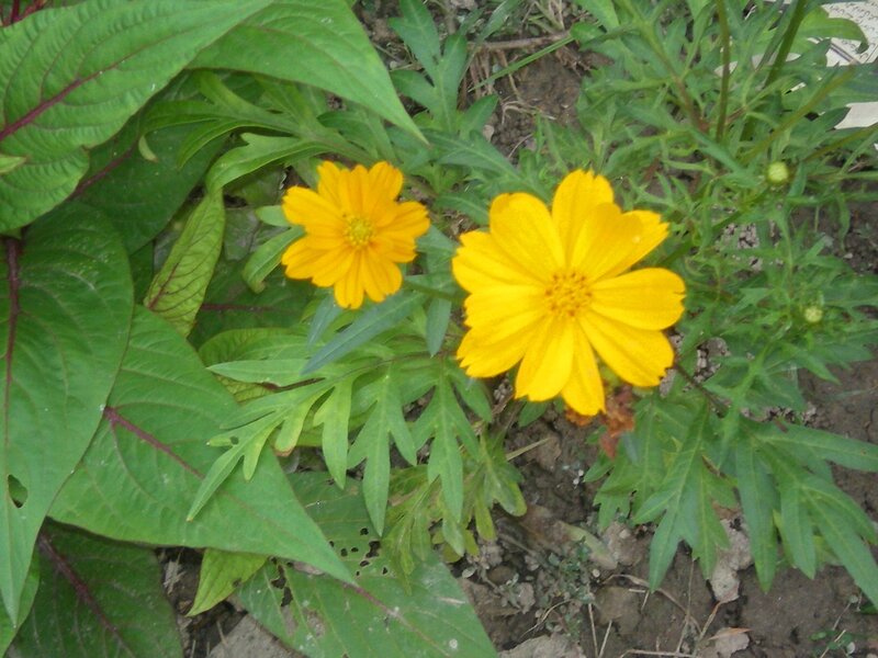 Yellow flowers in garden