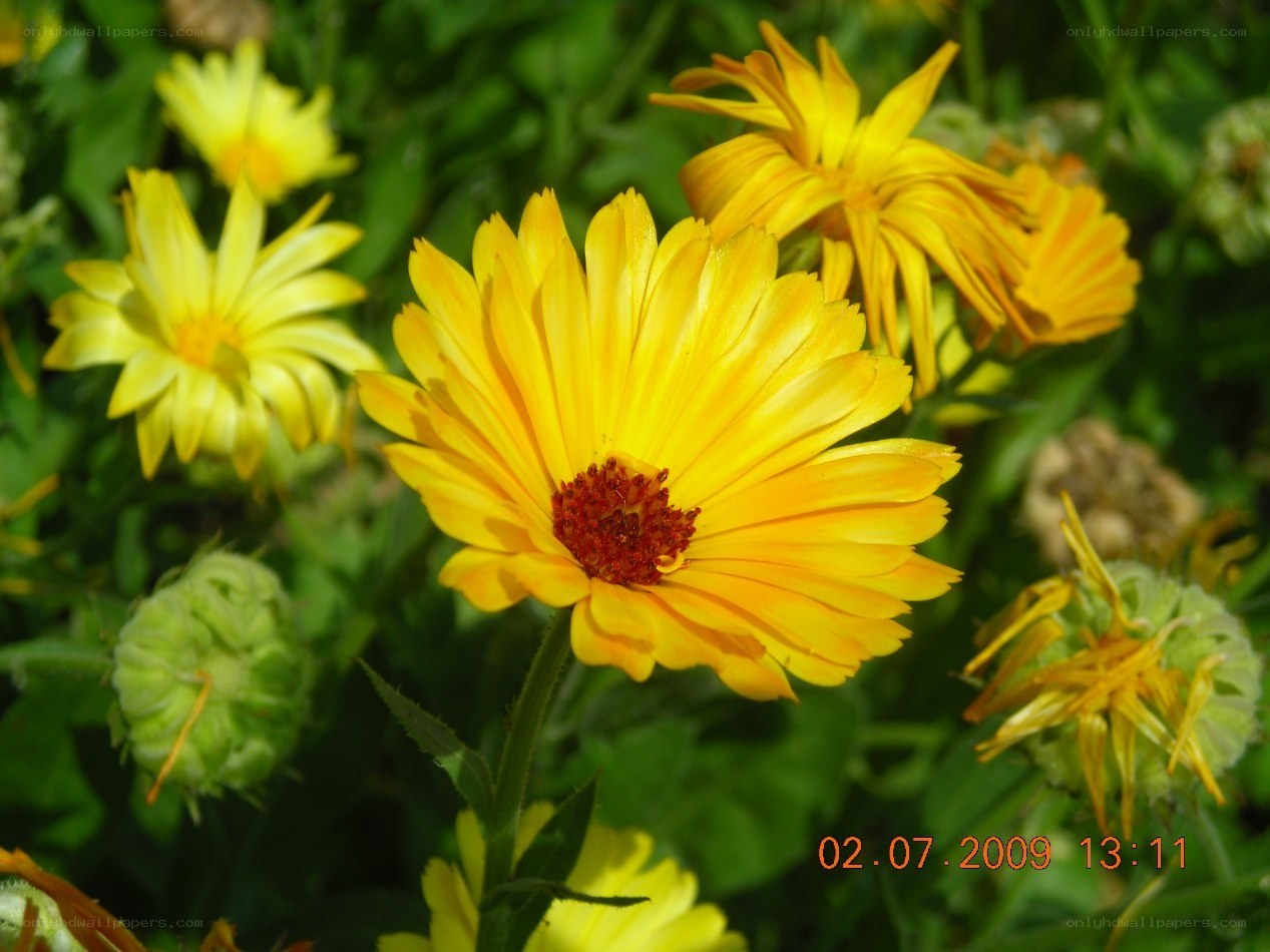 yellow flowers in garden