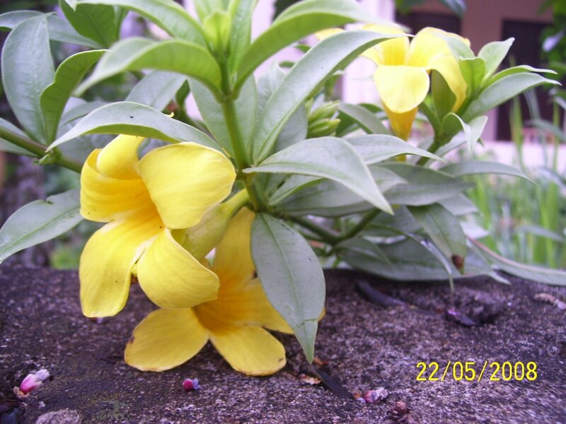 yellow flowers in garden