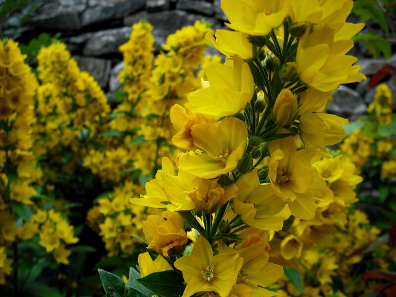 Yellow flowers in garden