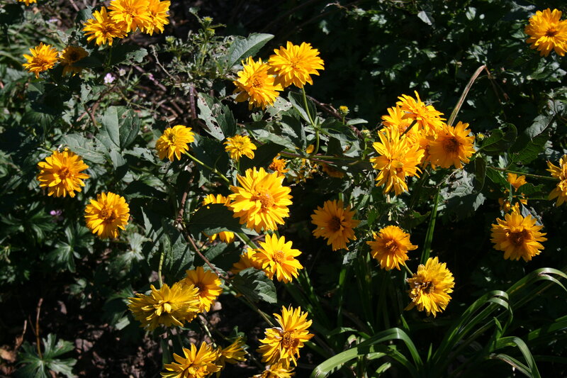 Yellow Flowers in Garden — Bright