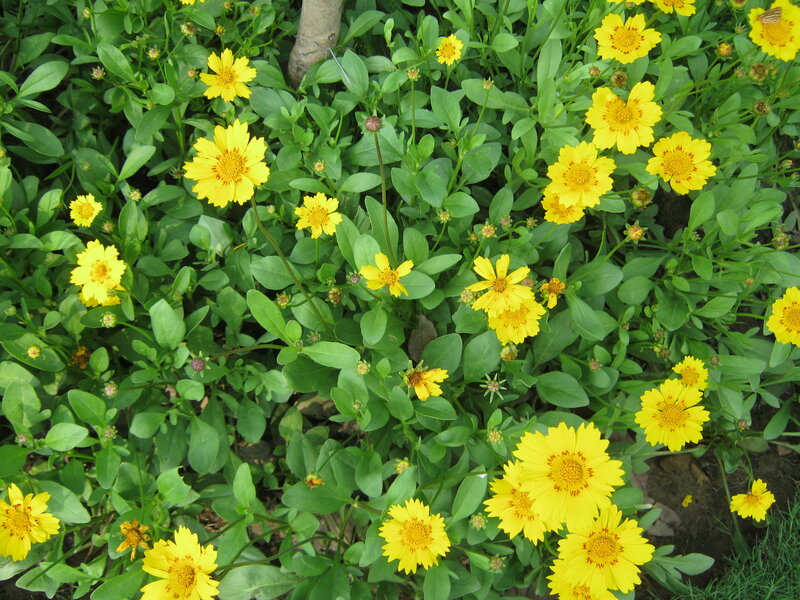 Yellow Flowers in Garden — Calm, Afternoon, Photograph
