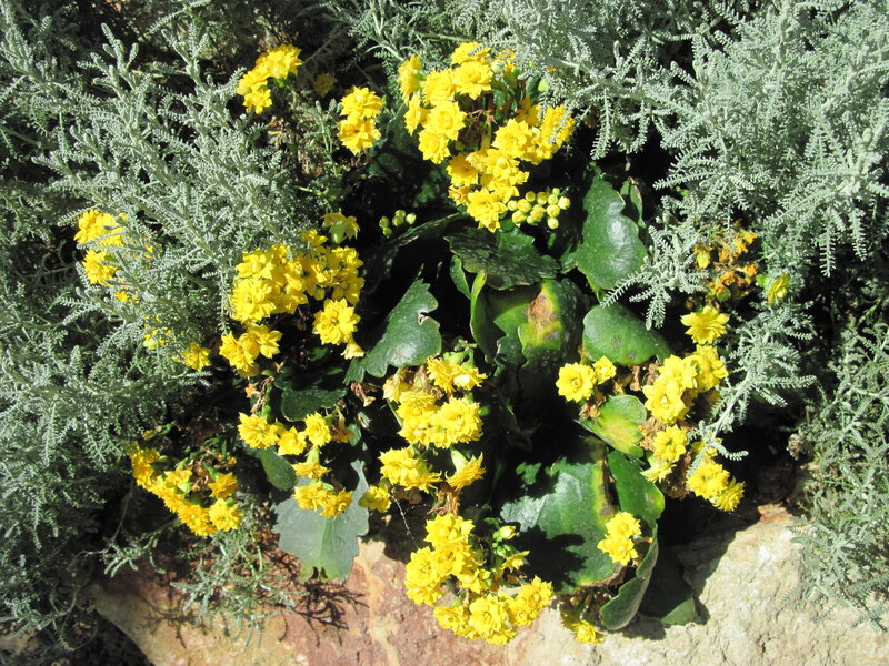 Yellow Flowers in Garden — Calm, Afternoon