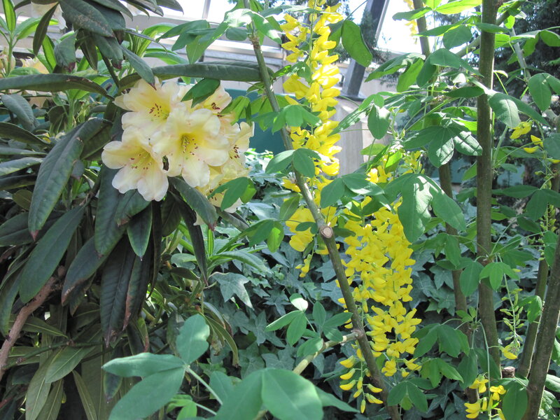 Yellow Flowers in Garden — Calm