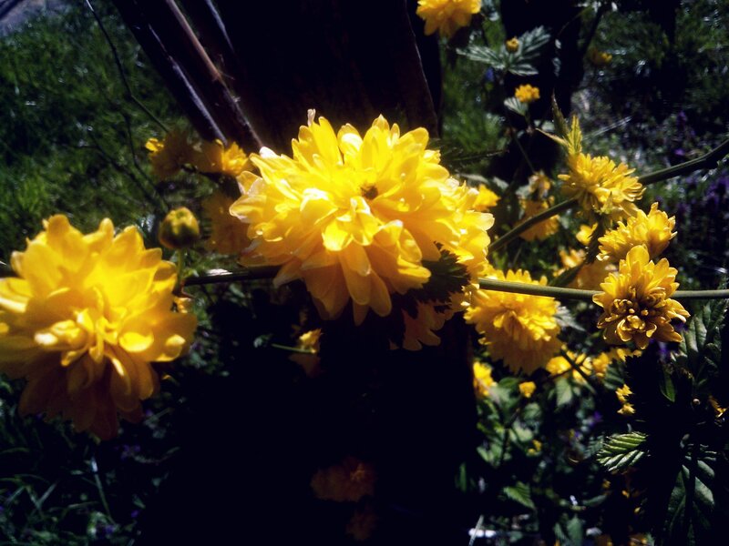 Yellow Flowers in Garden — Dramatic, Afternoon