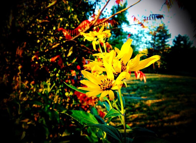 Yellow Flowers in Garden — Dramatic