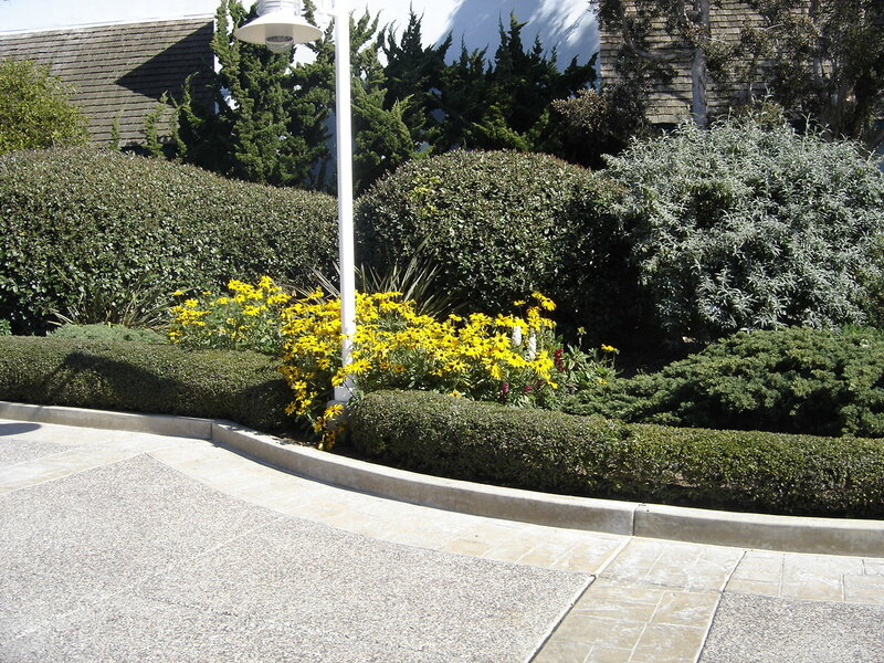 Yellow Flowers in Garden — Green