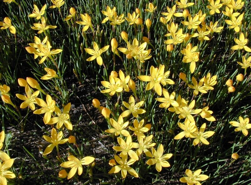 Yellow Flowers in Garden — Natural, Afternoon