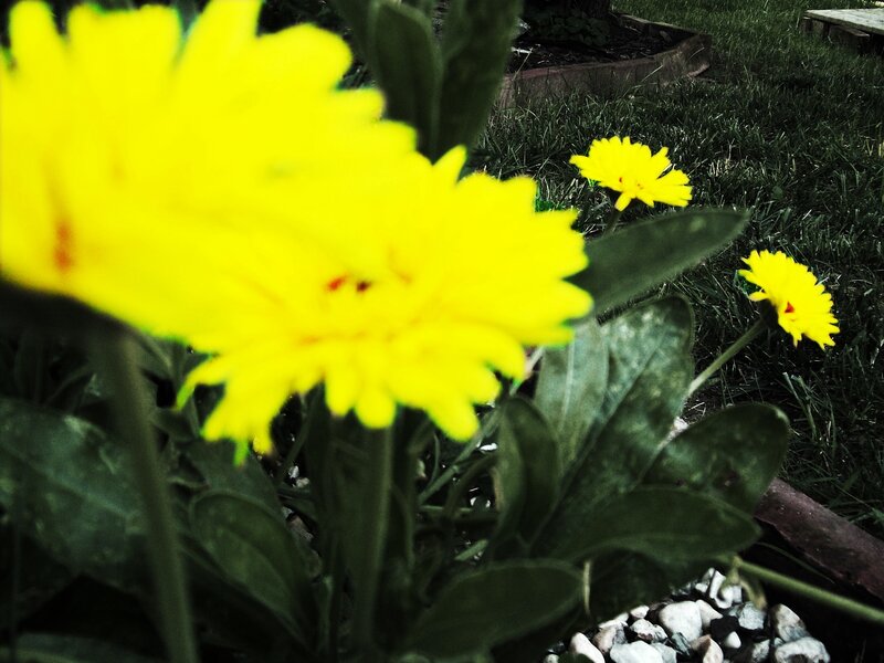 Yellow Flowers in Garden — Natural, Photograph, Grass