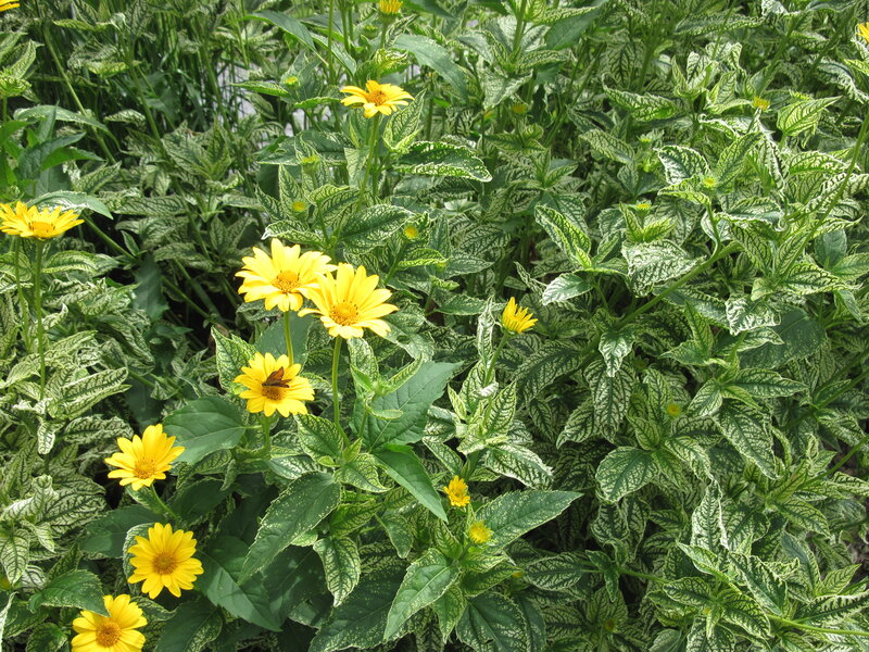 Yellow Flowers in Garden — Natural