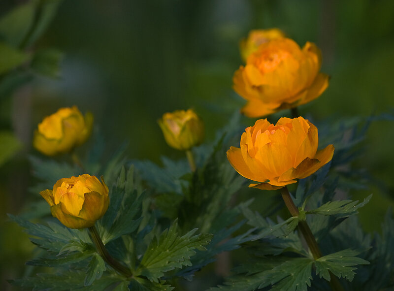 Yellow Flowers in Garden — Serene, Afternoon, Photograph