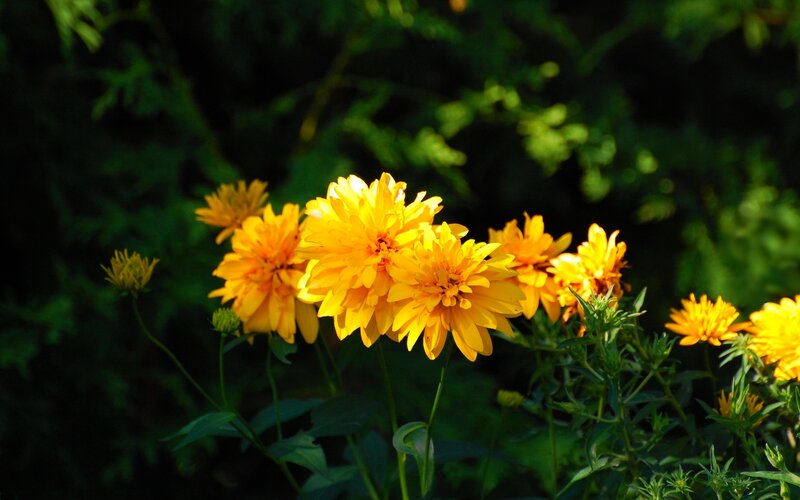 Yellow Flowers in Garden — Serene, Afternoon