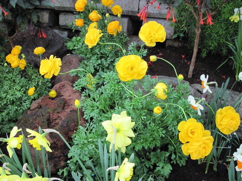Yellow Flowers in Garden — Serene, Spring