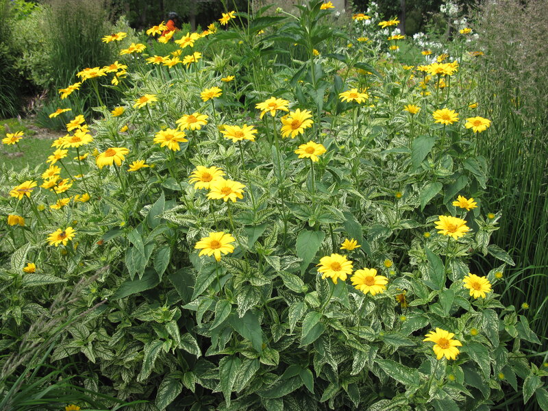 Yellow Flowers in Garden — Serene, Summer, Photograph