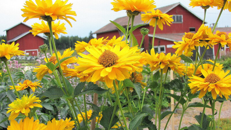 Yellow Flowers in Garden — Serene, Summer
