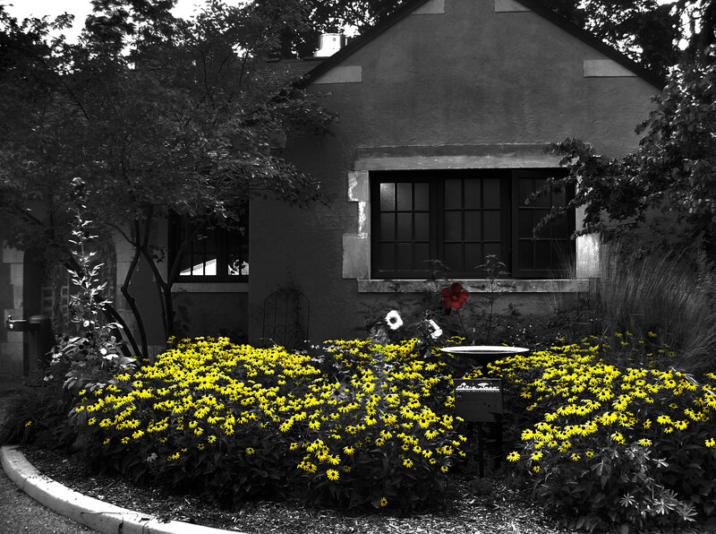 Yellow Flowers in Garden — Serene