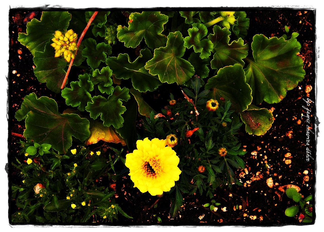 yellow flowers in garden soil