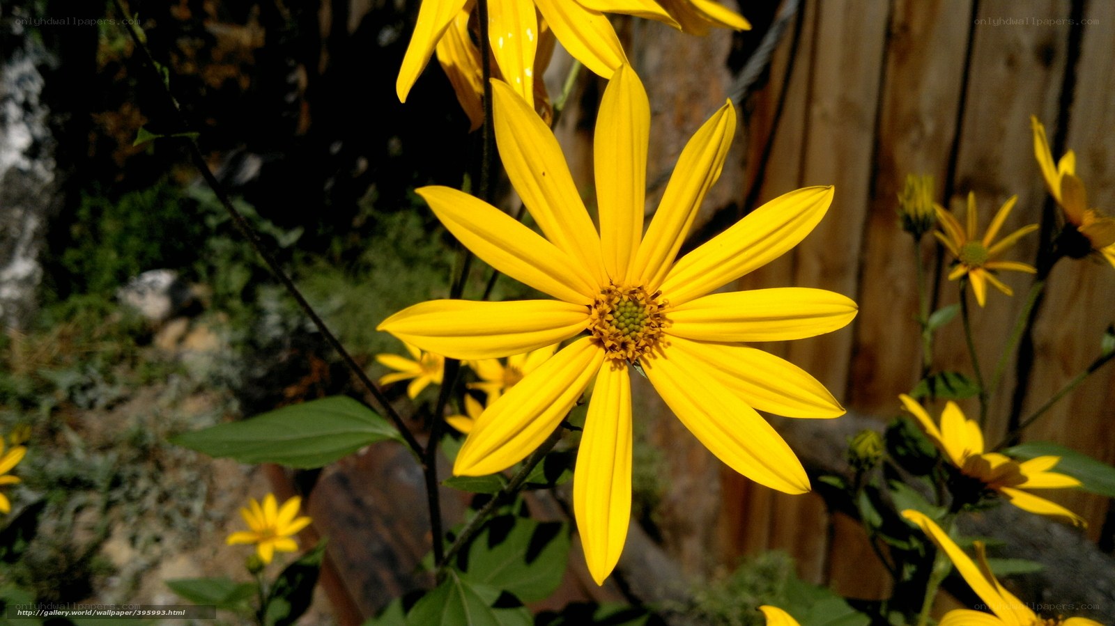 Yellow flowers in garden