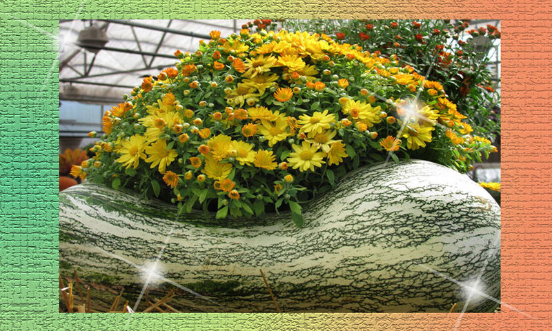 Yellow Flowers in Gourd