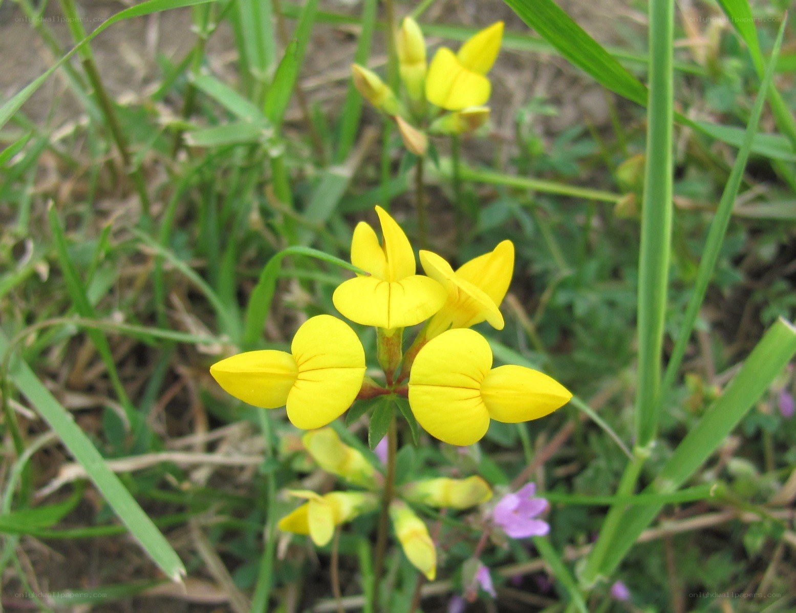 yellow flowers in grass