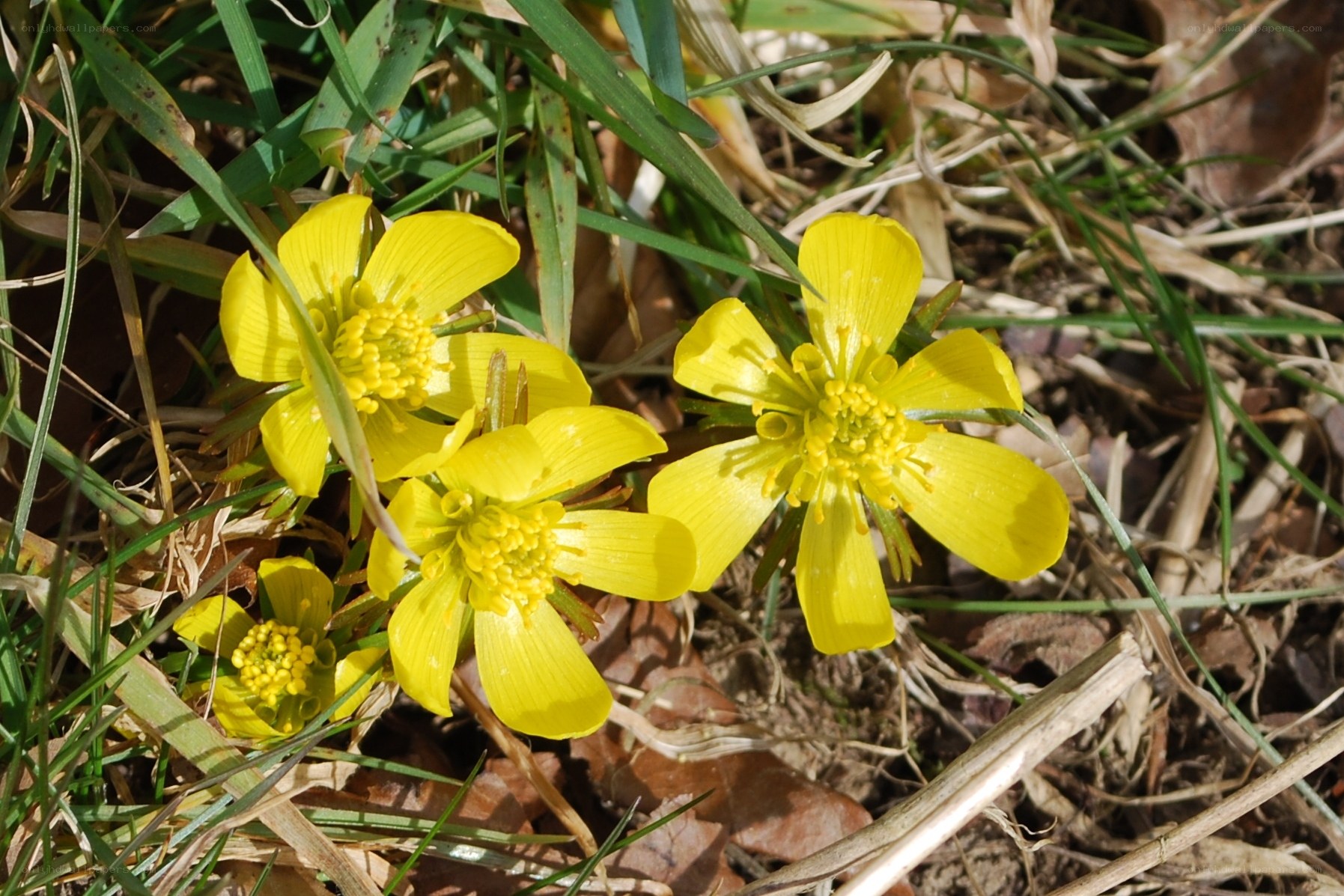 Yellow flowers in grass
