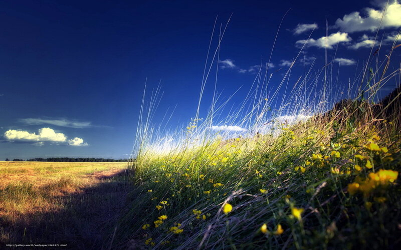 Yellow Flowers in Grass — Blue, Dramatic
