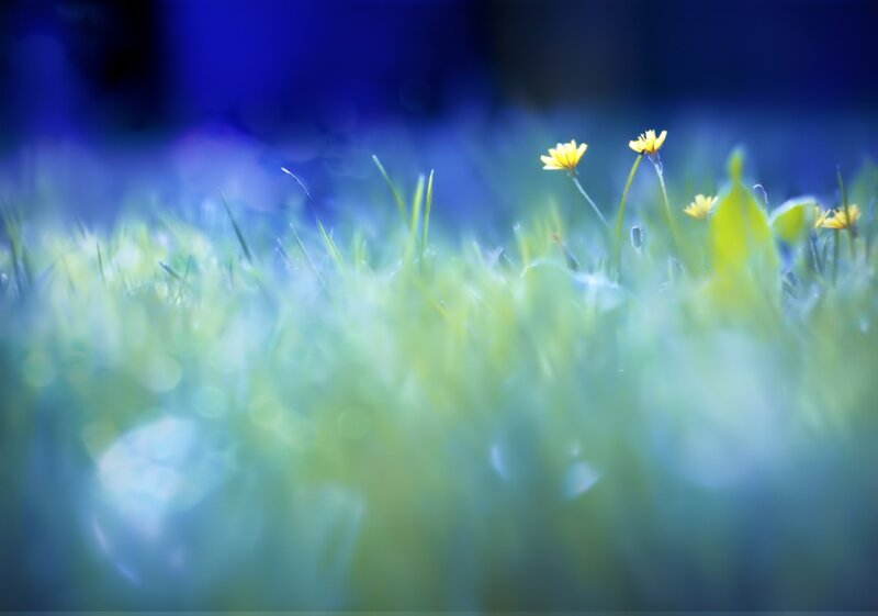 Yellow Flowers in Grass — Blue