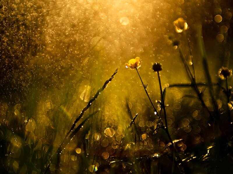 Yellow Flowers in Grass — Dramatic