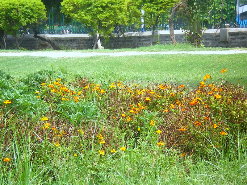 Yellow Flowers in Grass — Green, Calm