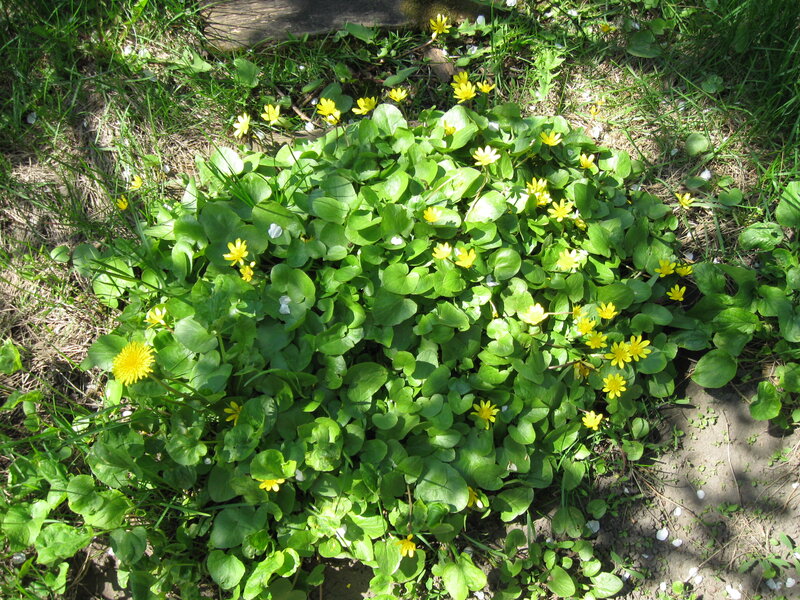 Yellow Flowers in Grass — Green, Natural