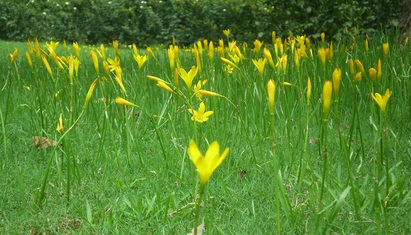 Yellow Flowers in Grass — Green, Serene, Afternoon