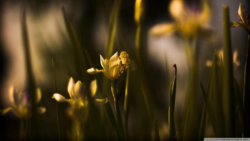 Yellow Flowers in Grass — Green, Serene, Sunset